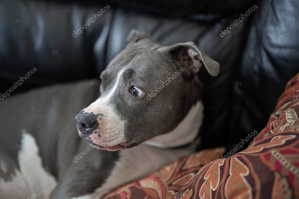 Ängstlicher Hund sucht Schutz bei seiner Halterin