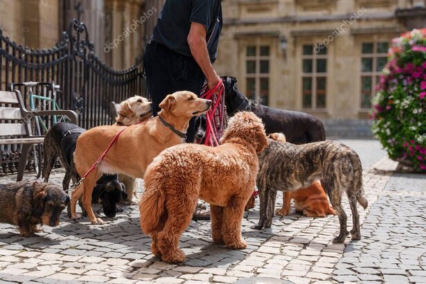 Hund läuft entspannt an lockerer Leine durch die Stadt