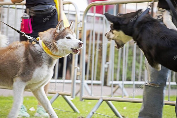 Hund bellt und springt in die Leine bei einer Begegnung