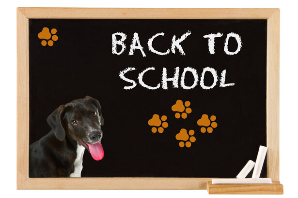 Junger Hund trainiert aufmerksam mit seiner Halterin