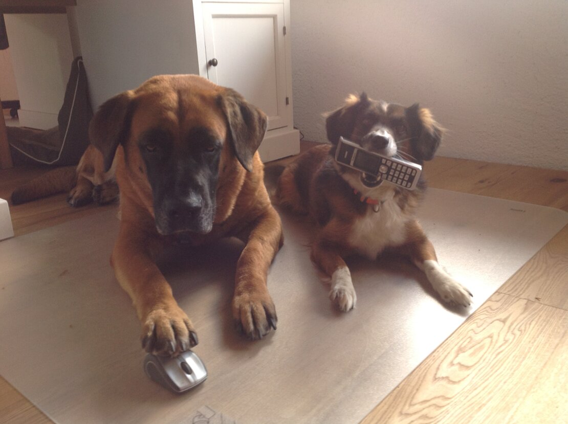 Gruppe von Hundehalterinnen beim Workshop in einer Hundeschule-Halle