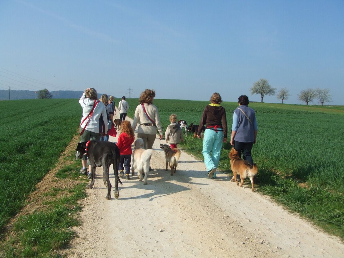 Gruppe von Hunden läuft mit ihrer Trainerin auf einem Spaziergang