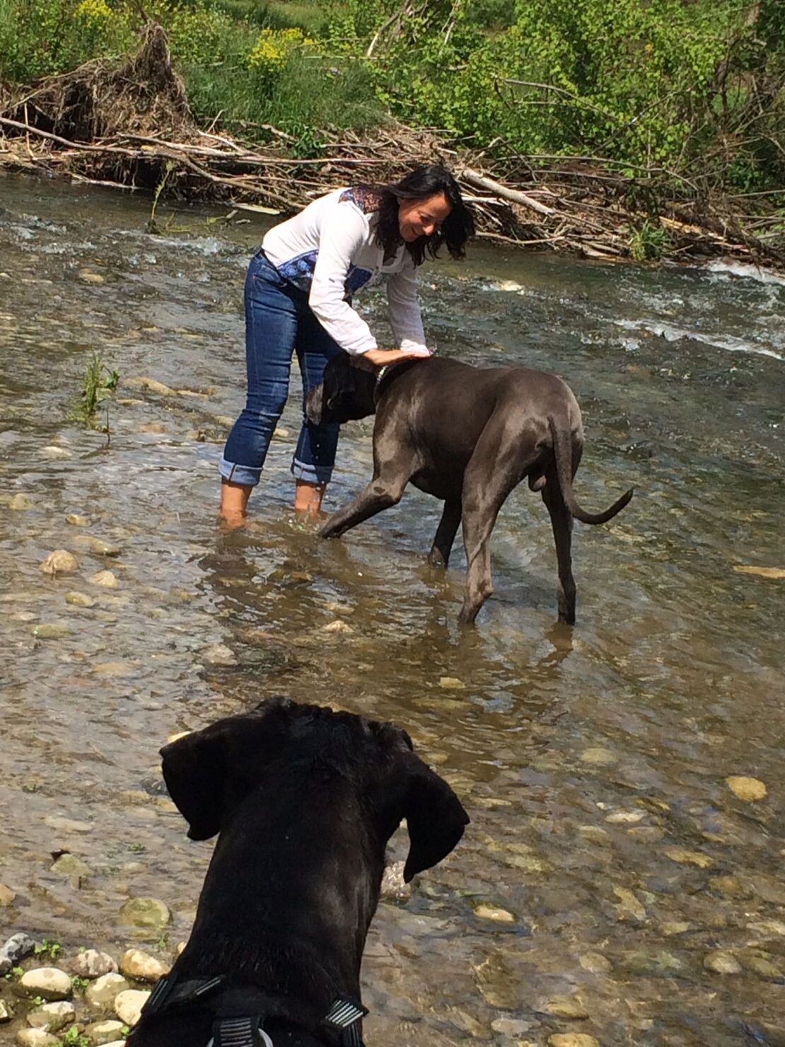 Trainerin berät Hundehalterin mit ihrem Hund im Einzeltraining