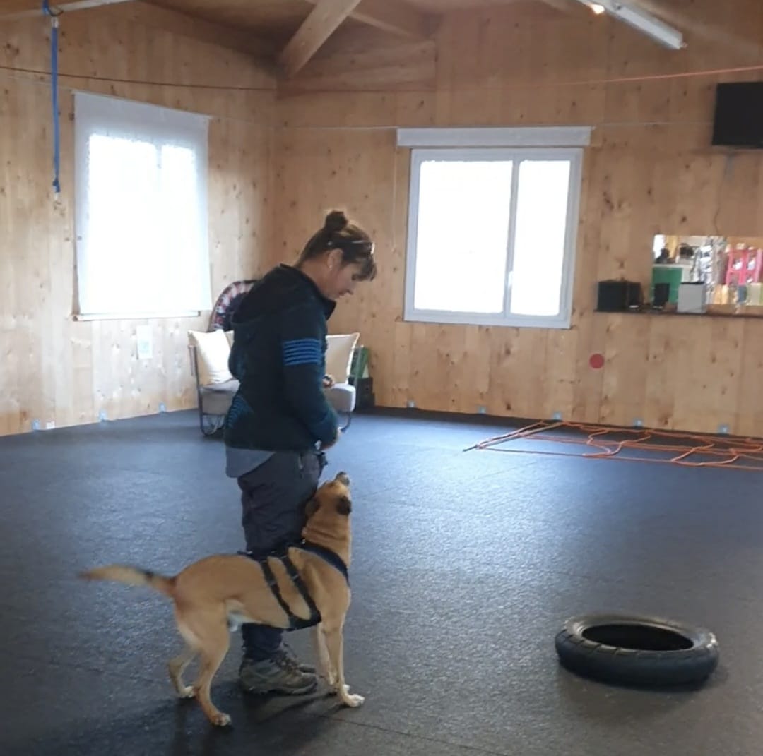 Hund läuft an lockerer Leine neben seiner Halterin im Alltag