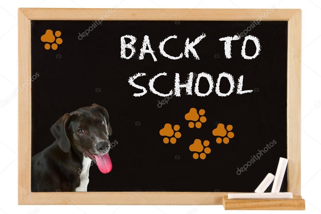 Junger Hund trainiert aufmerksam mit seiner Halterin