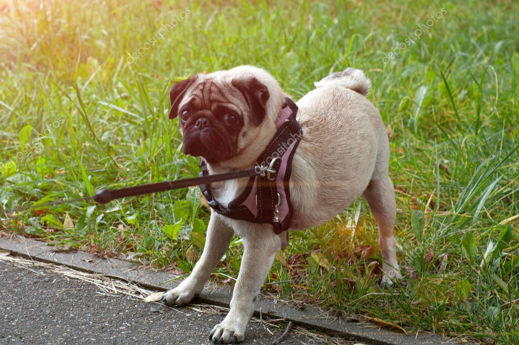 Ängstlicher Hund trainiert in ruhiger Umgebung mit Trainerin