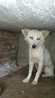 Ängstlicher Hund lehnt sich an seine Halterin in ruhiger Umgebung